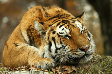 tigre