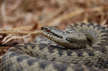 Kreuzotter, Vipera berus berus