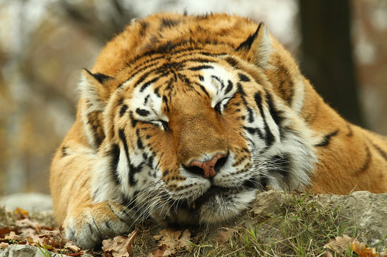 tigre