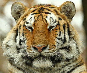 tigre