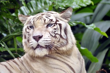 White Tiger