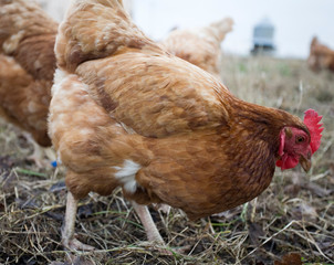 Free range chickens outdoors in farm field