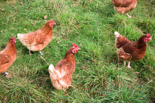 Free range chickens outdoors in farm field