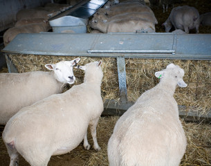 Obraz premium Pregnant sheep feeding