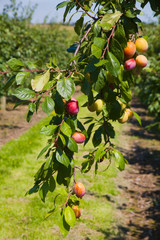 plum tree showing ripe plums