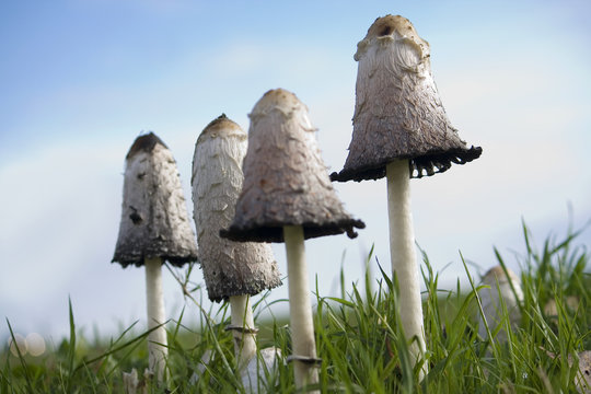 Mushrooms Ink