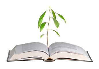 Avocado seedling growing from open book