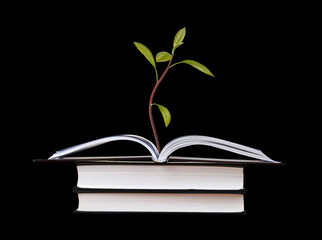 Avocado seedling growing from open book