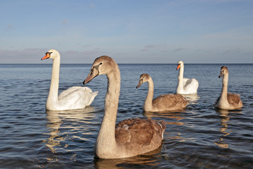 Swans family.