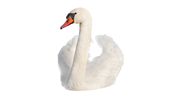 Swan on white.