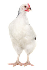 Hen on white background