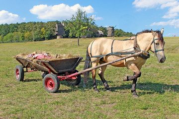 Horse and carriage