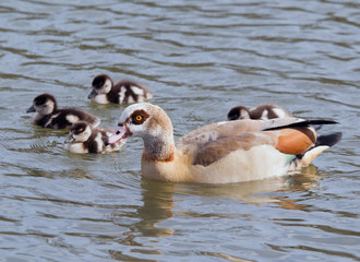 Egyptian Goose with Chicks