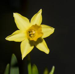 Żonkil Narcissus jonquilla - obrazy, fototapety, plakaty