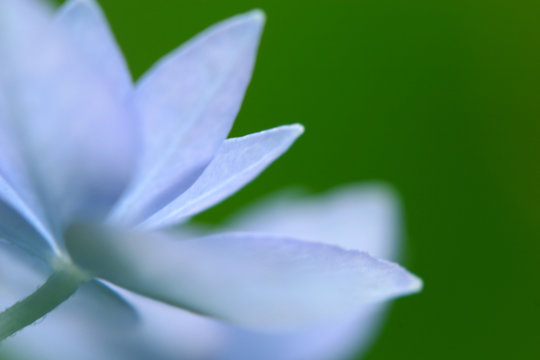 Fototapeta 紫陽花