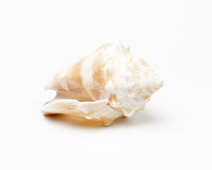 Shell