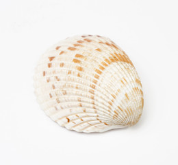Shell