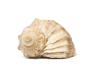 Shell