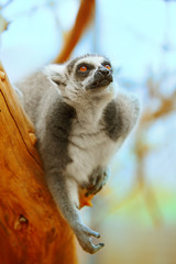 Lemur catta on a tree