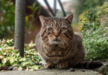 Naklejka na ściany i meble Tabby cat facing camera in garden