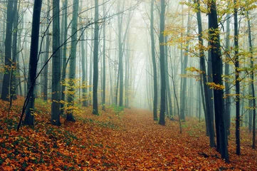 Fotobehang Autumn landscape © Oleksandr Kotenko
