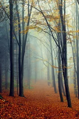 Foto auf Leinwand Herbstlandschaft © Oleksandr Kotenko