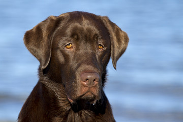 Labrador chocolate braun Rüde