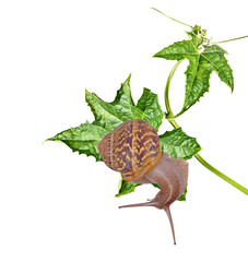 Burgundy snail on leaf