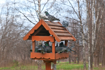 Overcrowded bird feeder