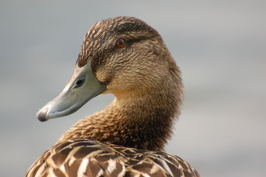 female mallard duck head portrait
