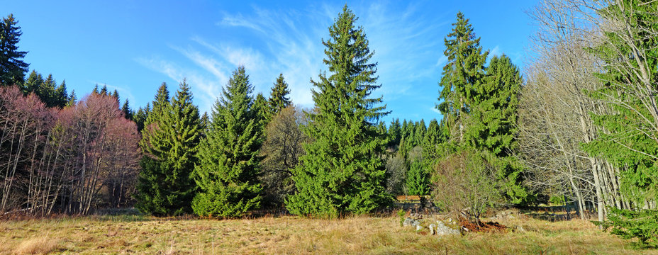 Fototapeta fall forest panorama