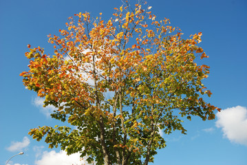 Tree in autumn colours