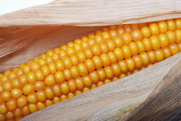 An ear of ripe corn