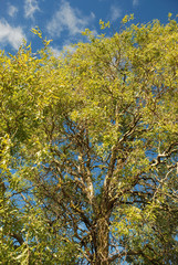 Tree in autumn colours