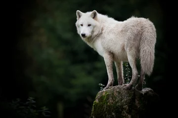 Abwaschbare Fototapete Wolf Wolf heult tot
