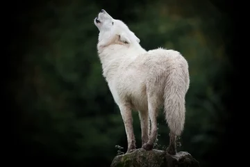 Papier Peint photo Lavable Loup loup cri hurler