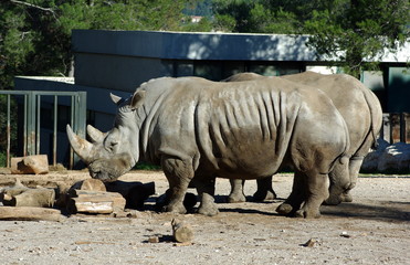 Obraz premium Rhinocéros