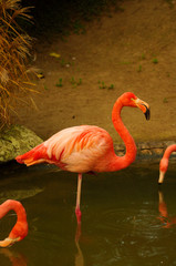 Rose Flamingo at the Luise Park in Mannheim, Germany