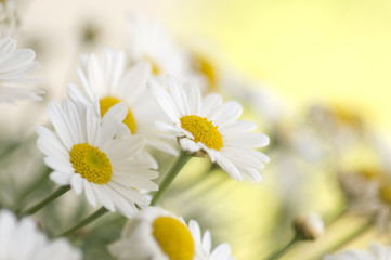 Oxeye daisy