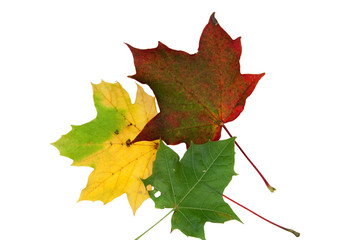 drei herbstliche Ahornblätter auf weissem Grund