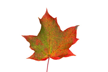 rot-grünes Ahornblatt auf weissem Grund