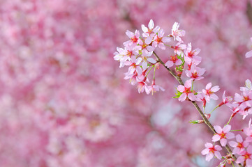Pink cherry blossoms detail
