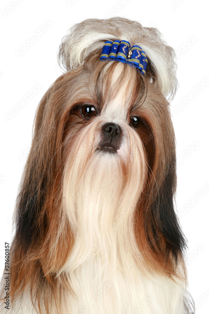 Wall mural Shih Tzu dog