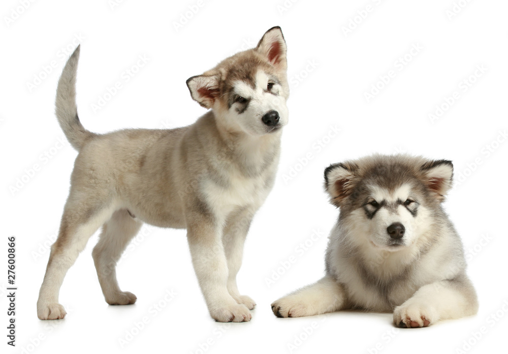 Canvas Prints two puppies malamute (3 months)