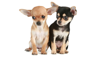 Fototapeta premium Funny puppies chihuahua (2 months)