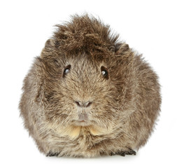 Guinea pig
