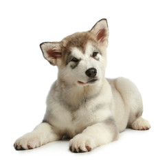 Fototapeta premium Puppy malamute (3 months)