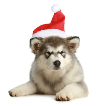 Husky puppy (3 months) in a Christmas cap