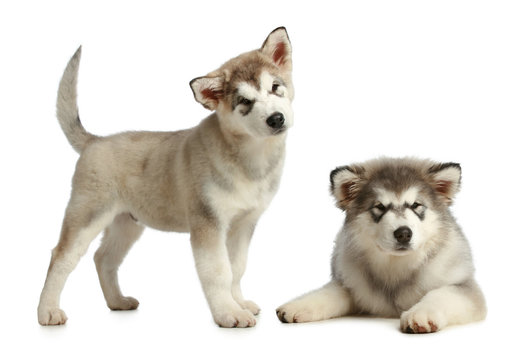 Two puppies malamute (3 months)