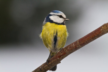 Blaumeise (Cyanistes caeruleus, Syn. Parus caeruleus)